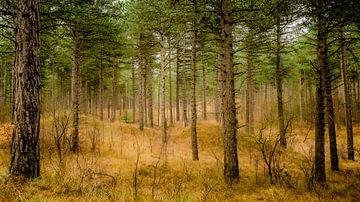 Forêt de dunes roulantes sur la côte zélandaise sur Michel Seelen