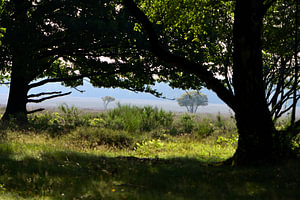 Ein Blick auf die Heide