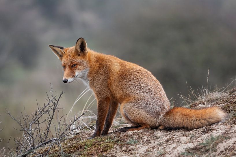 Fox in the Amsterdam Water Supply Dunes. by Janny Beimers