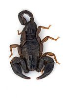 Skorpion
