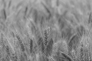 Grain, gift from mother nature by Ans Bastiaanssen