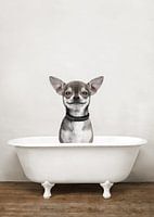 Chihuahua Dog In Bathtub - Funny Dogs Bathroom Humour