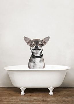 Chihuahua dans la baignoire - Humour de chien dans la salle de bain sur Diana van Tankeren