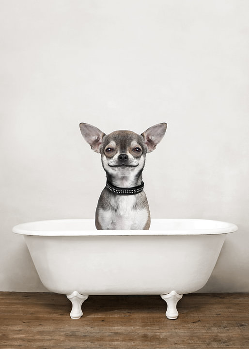 Chihuahua Dog In Bathtub - Funny Dogs Bathroom Humour by <span class="secondary-font">Diana van Tankeren</span>