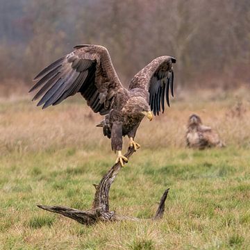 Aigle à queue blanche à l'affût