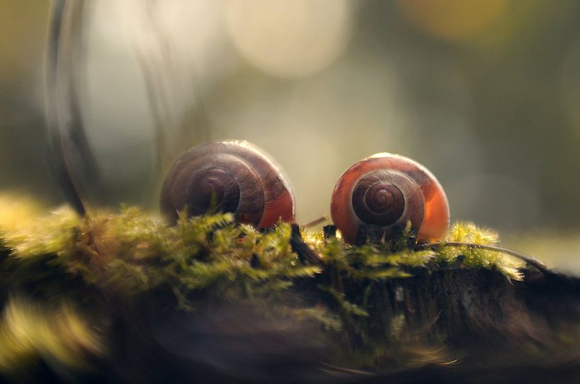 Macro - Duo d'escargots par Angelique Brunas