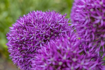 Allium paarse sensatie van Mixed media vector arts