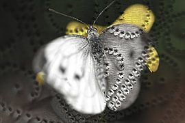 Butterfly von David Pichler