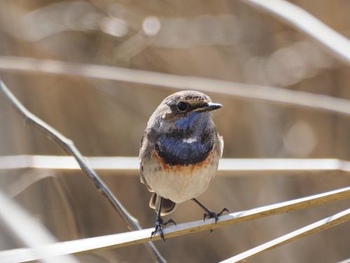blauwborst