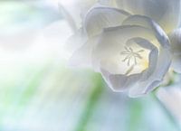 Freesia dans le vase