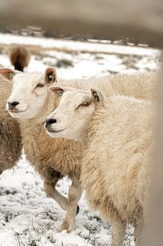 Des moutons curieux un jour d'hiver