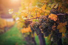 Le vignoble « Golden Autumn » dans la vallée de la Wachau, en Autriche sur Gayane Nakada