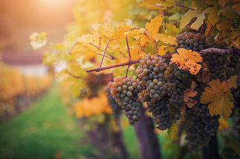 Le vignoble « Golden Autumn » dans la vallée de la Wachau, en Autriche