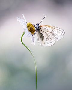 Papillon sur marguerite