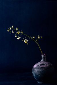 Elfflower
