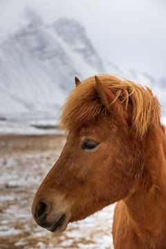 IJslandse pony in het winterlandschap op IJsland