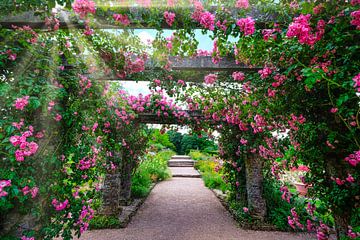 Roze rozen verstrengeld rond paviljoen op zomerse dag van pixxelmixx
