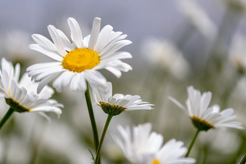 (wilde) Margrieten van Paul Veen