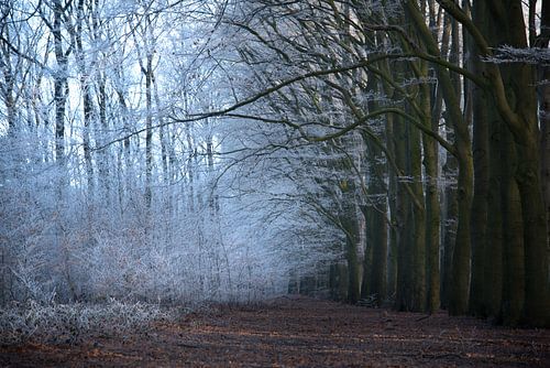 Winter in het bos