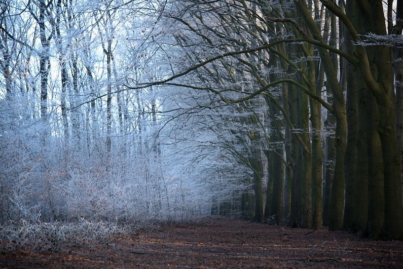 Winter in het bos by Cilia Brandts