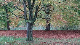 Autumn colors by Annelies Schreuder