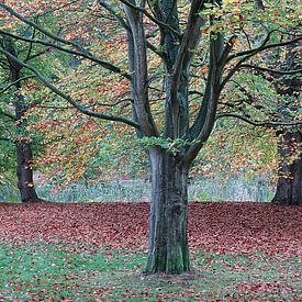 Herbstfarben von Annelies Schreuder