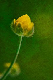 Buttercup 2: Picturesque by Jaap Tanis