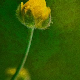 Boterbloem 2 schilderachtig van Jaap Tanis