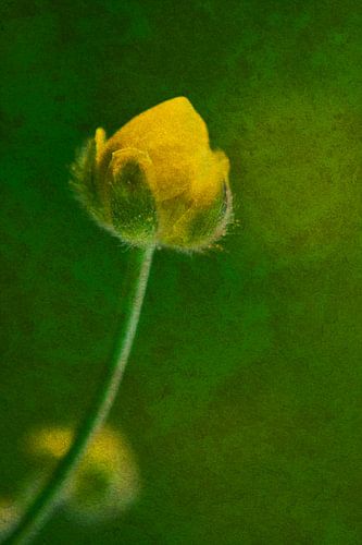 Boterbloem 2 schilderachtig