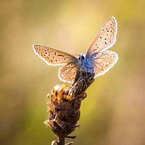 Icarus
