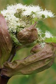 Berenklauw in de dop