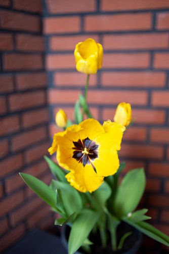 The first flowers in the Emsland garden