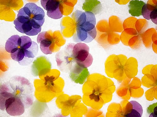 Viooltjes in ijs van Anjo Kan