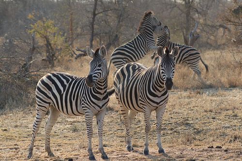 Fighting zebras