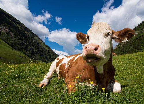 Cow in Austria