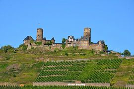 Thurant castle planted with grapes in Hunsrück on Alken castle hill under blue sky by LuCreator
