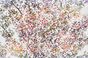 bunte Blüte