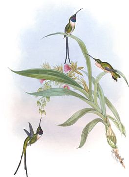 Slender Shear-Tail, John Gould van Hummingbirds