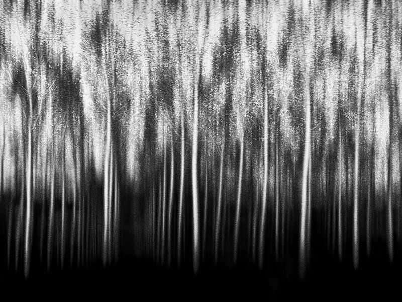 Peuplier forêt noir blanc par Frank Andree