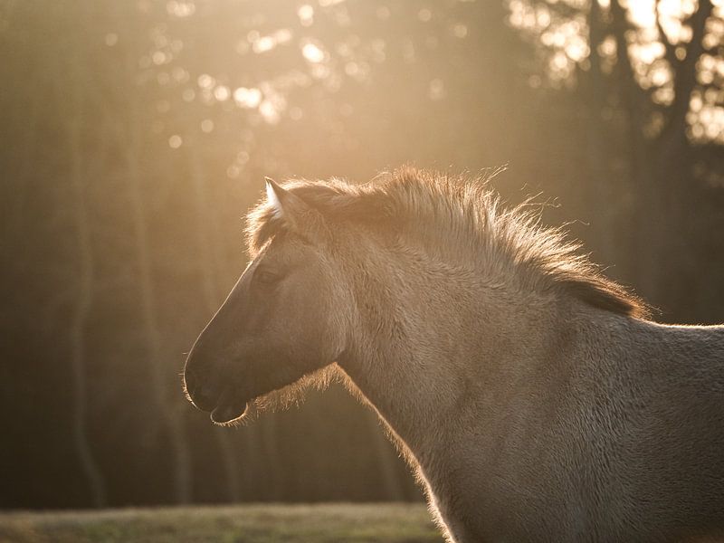 konik horse in golden light by Kayleigh Heppener