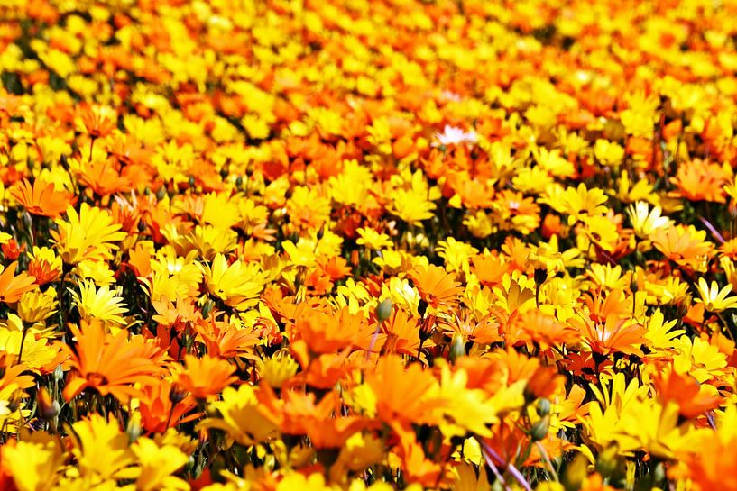 d'une prairie avec des fleurs de capucine orange et jaune par Werner Lehmann