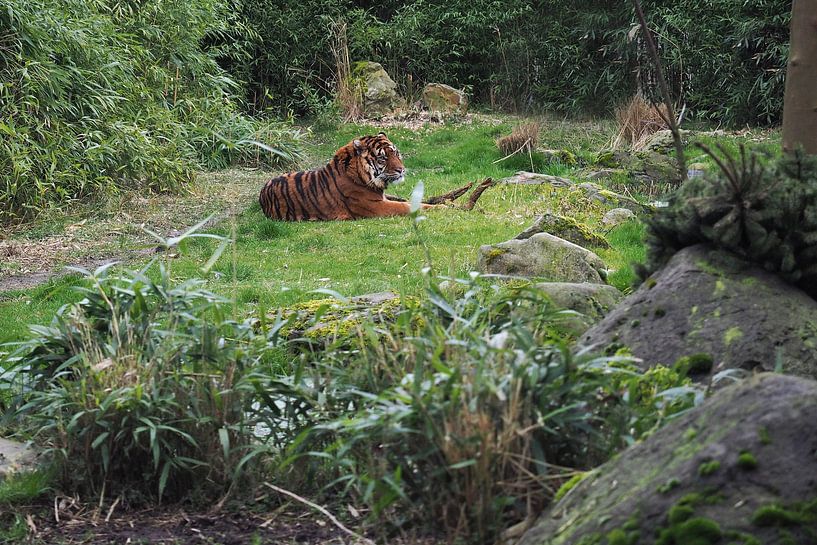 Tigres de Sumatra : Zoo de Blijdorp par Loek Lobel