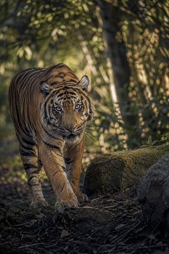 Majestueux tigre du Bengale dans une forêt tropicale – Photographie animalière d'art