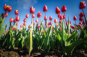 Riesige Tulpen