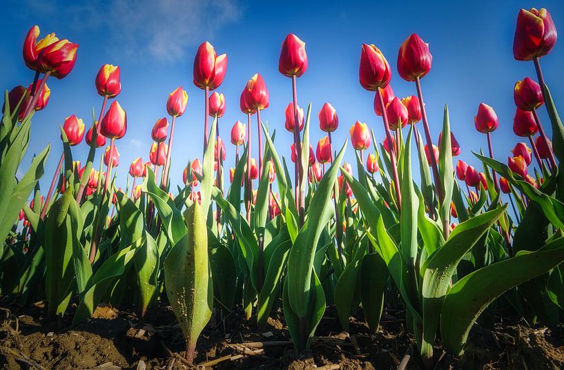 Tulipes géantes par Loris Photography