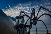 L'araignée de Bilbao
