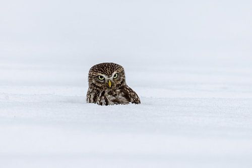 Steenuil in de sneeuw