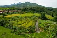 Rijstvelden Java Indonesië 