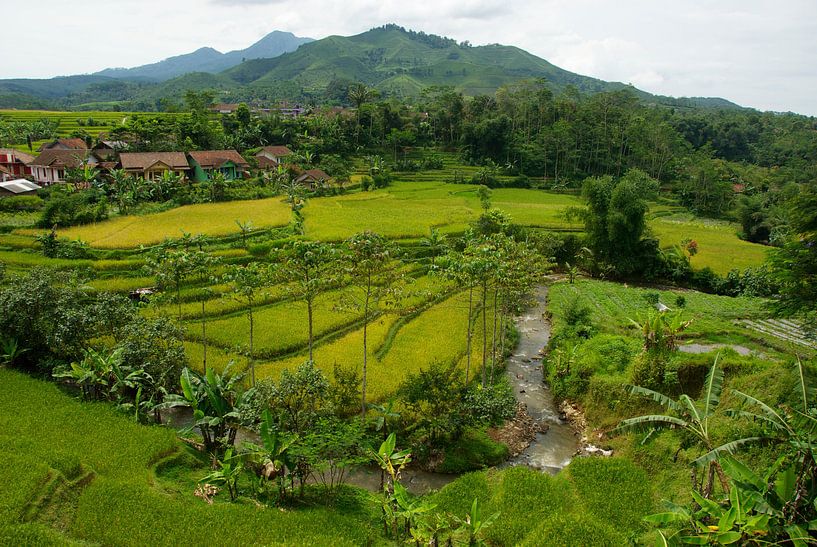 Rijstvelden Java Indonesië  par Irene Colen