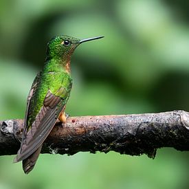 Kastanjeborst kolibri van Lex van Doorn